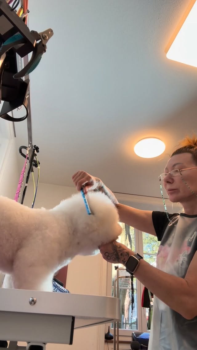 #grooming #luzern #hundesalon #hundesalonluzern #bishonfrise