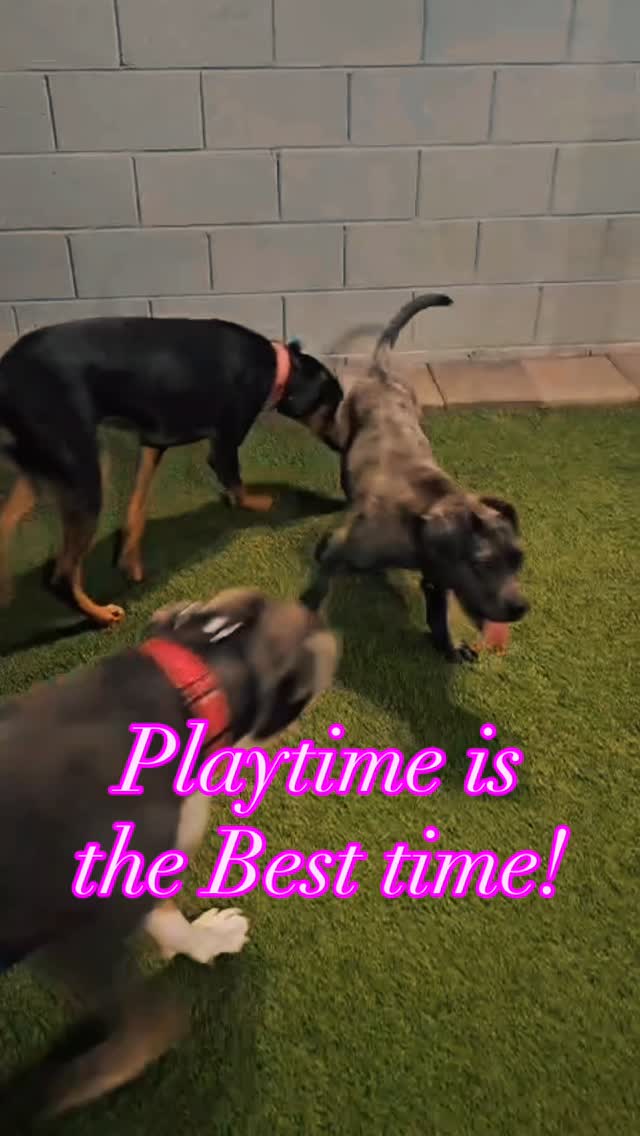Piper, Kiva, Jordan & Misfit getting in some good playtime with together đž
Kiva (mastiff pup) is available through @kissmypawsrescue
#abetterpetdogtraining #dogsoflasvegas #mustlovedogs #kissmypaws #dogplaytime