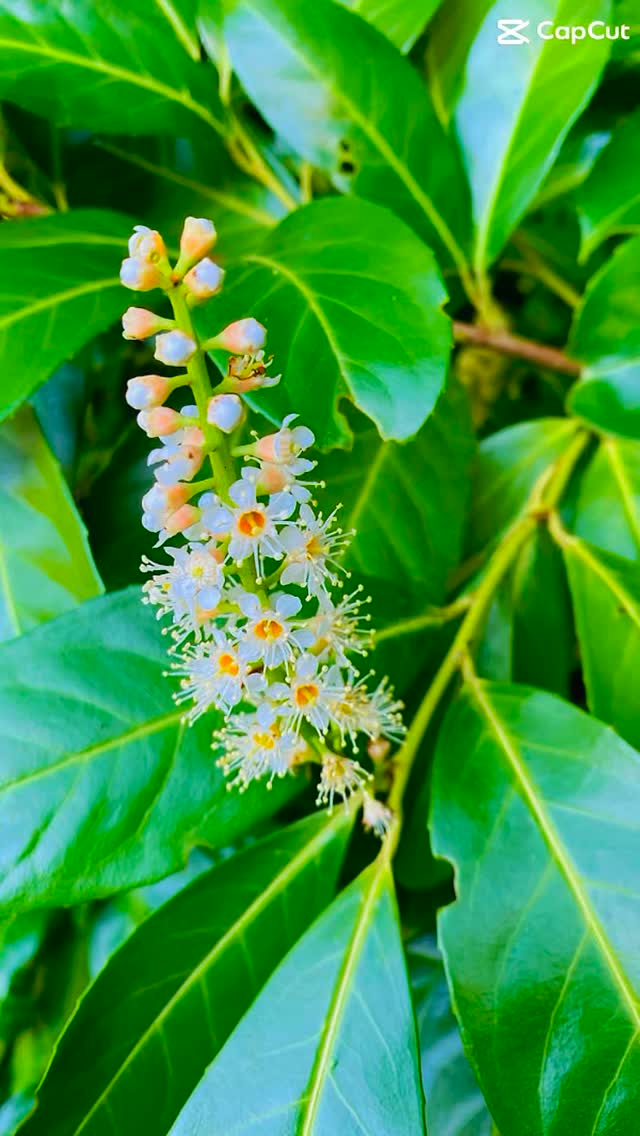 🌿 Ça y est, c’est enfin le printemps 🌷 !
La saison préférée et la plus inspirante pour l’Atelier, celle où l’esprit bucolique est le plus vibrant 🌱
Charlotte
🌿 L’Atelier Bucolique
#artisanat #couture #printemps #slowlife #madeinfrance