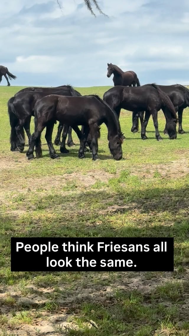 From far away, they look alike.
Up close, each one has its own style.
Just like people — every story is different,
and authenticity is what makes us truly unique.
#ranchoreposo #friesanhorse #youareunique #thingstodoinocala #bookatour