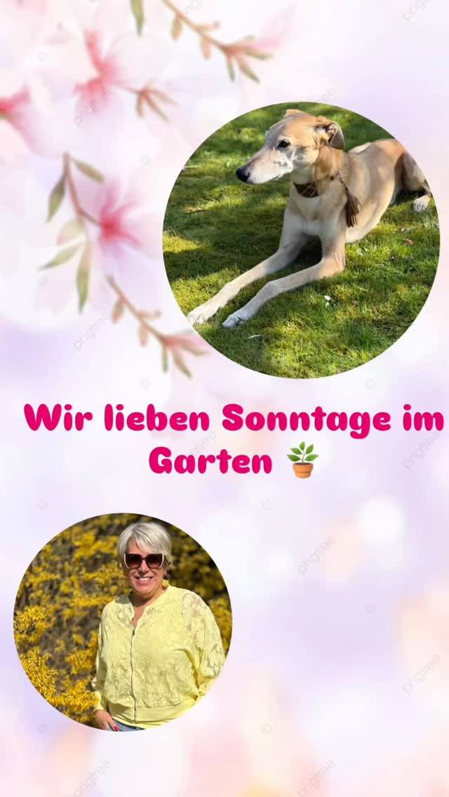 Sonntage im Garten sind einfach etwas ganz Besonderes 🌿☀️
Wenn die Sonne unsere Haut wärmt, die Welt für einen Moment stillsteht und nur das Hier und Jetzt zählt.
Gemeinsam mit meinem Pino genieße ich genau diese kleinen Glücksmomente –
mal ganz ruhig in der Sonne liegen, mal ausgelassen spielen, lachen und einfach die Zeit zusammen aufsaugen. 🐾💛
Es sind genau diese Augenblicke, die bleiben.
Die uns erden. Die uns glücklich machen.
Und diese wunderschöne Jacke?
Sie fühlt sich genauso an wie diese Tage – leicht, warm und voller Frühlingsgefühle 🌸✨
Ein echtes Lieblingsstück, das sofort gute Laune macht.
Ihr findet sie natürlich in unserem Onlineshop – Link in der Bio 💕
#sonntagsliebe #gartenzeit #frühlingsgefühle #sonnengenießen #meinglück #hundeliebe #zeitfürmich #slowmoments #fashionliebe #frühlingslook #outfitinspo #styleover40 #modefürfrauen #goodvibesonly #fashionboxx #neuekollektion #onlineshopliebe #ootd #feelgoodstyle