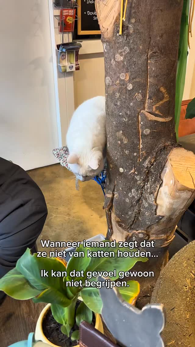 Eerlijk… hoe kun je níet van katten houden? 😽💛
Kom onze fluffy crew ontmoeten in Alkmaar.
#kattencafe #kattenliefde #cats #alkmaar #fypnl