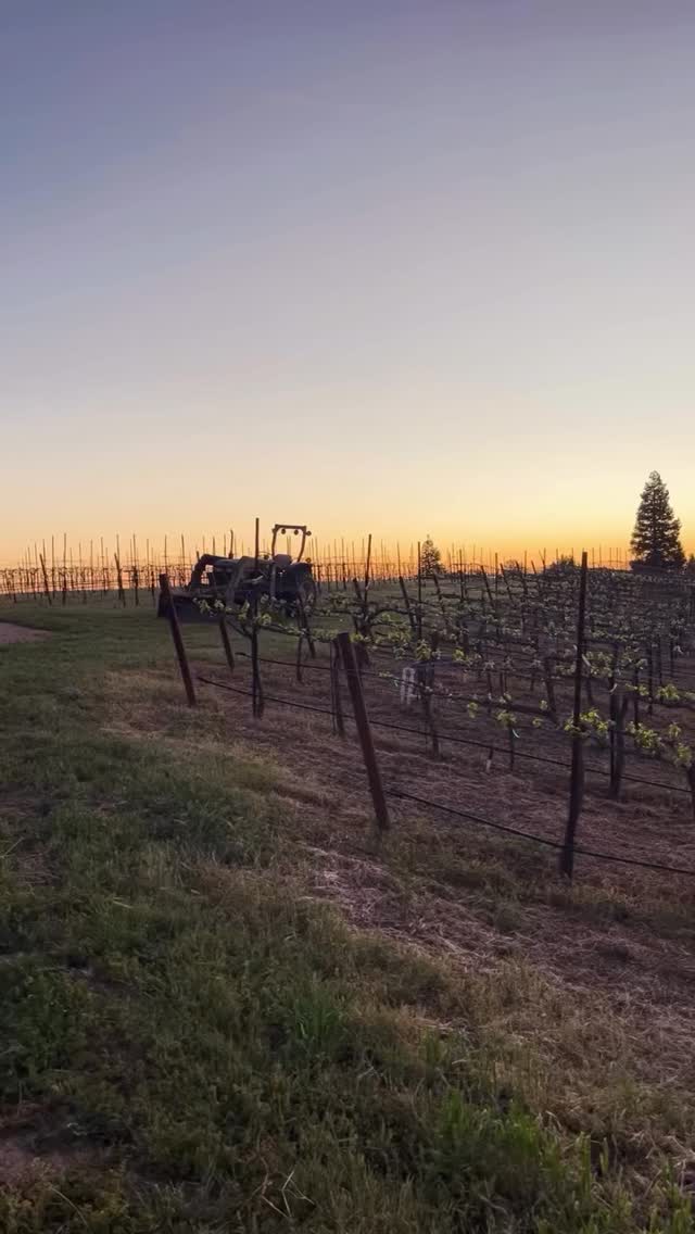 Bud break + heat wave…in March🥵🍇🍷🌱 #pasorobles #winecountry #budbreak #foryoupage #california