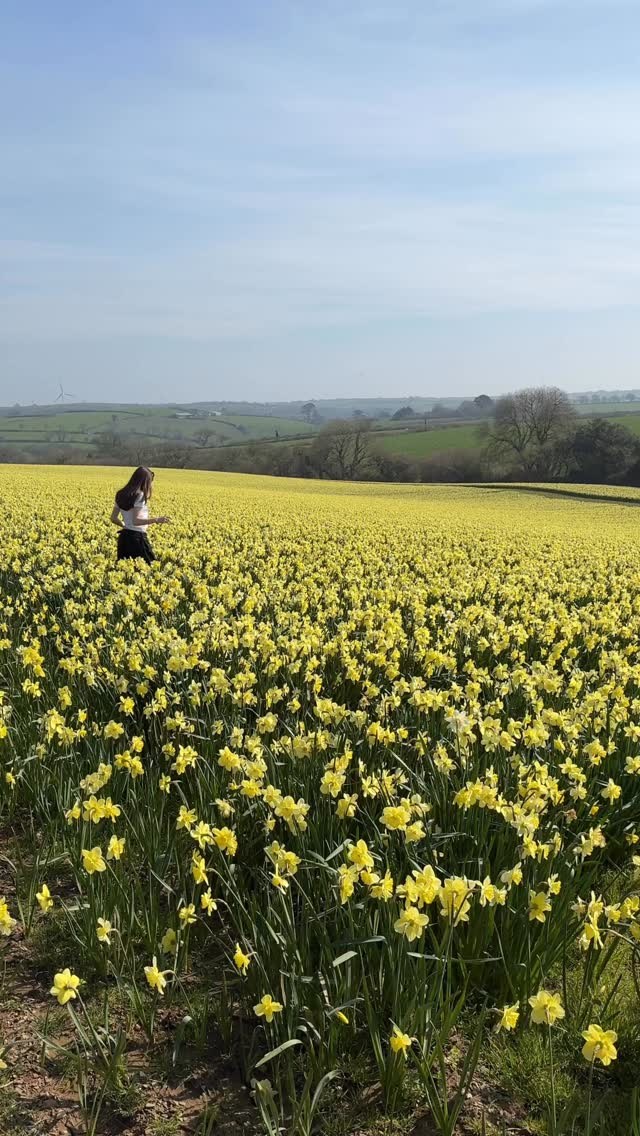 Daffodil field near Grampound Road. Had to stop and take some photos. It was beautiful! The recent sunshine has amplified the yellow against the blue sky.
#cornwall #daffodilsofinstagram #daffodils