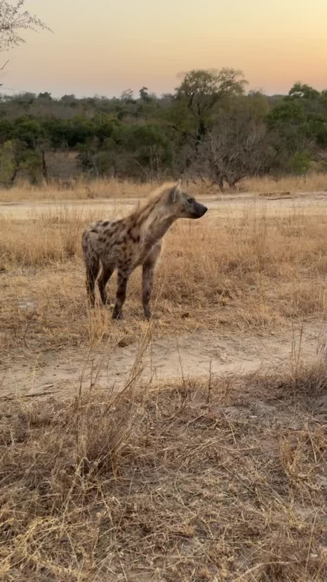 Forget everything the movies told you about hyenas.
They’re often cast as the scavengers or the “villains” of the bush, but the reality is far more impressive. Spotted hyenas are actually one of Africa’s most successful and intelligent predators. In fact, studies show their problem-solving skills and social intelligence can rival some primates.
Beyond their sharp minds, they live in a fascinating matriarchal society where the females lead the way. These powerful matriarchs aren’t just fierce protectors; they’re incredibly dedicated mothers, investing more energy into raising their cubs than almost any other terrestrial carnivore.
While they’re skilled at cleaning up the ecosystem, they’re also elite hunters, catching up to 95% of their own food. They’re a vital, brilliant, and deeply misunderstood part of the wild.
Have you ever had a close encounter with these misunderstood icons during a night drive? Tell us about your experience in the comments.
Foothe by @vivve._
#safari #africansafari #wildlifeofsa #wildlifesafari #wildlifeofinstagram
krugernationalpark thornybushgamereserve luxurysafari luxurysafarilodge travelsouthafrica southafricasafari big5 conservation thisissouthafrica soulful_moments wildlife