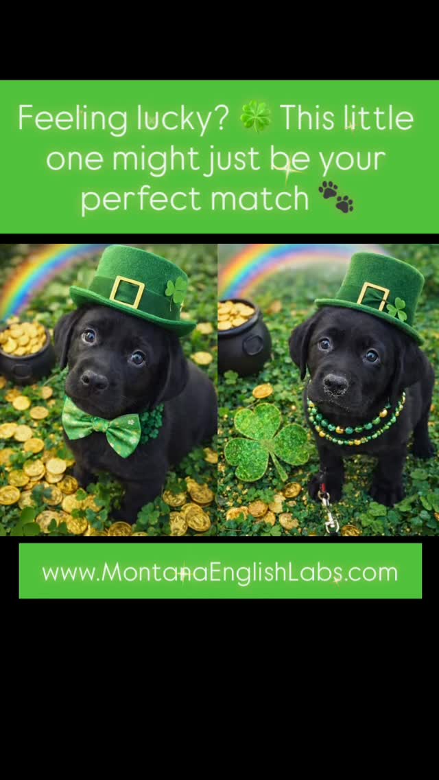 Feeling lucky? 🍀 This little one might just be your perfect match 🐾www.MontanaEnglishLabs.com #labradorretriever #labradorpuppy #labrador #puppiesofinstagram #puppylove