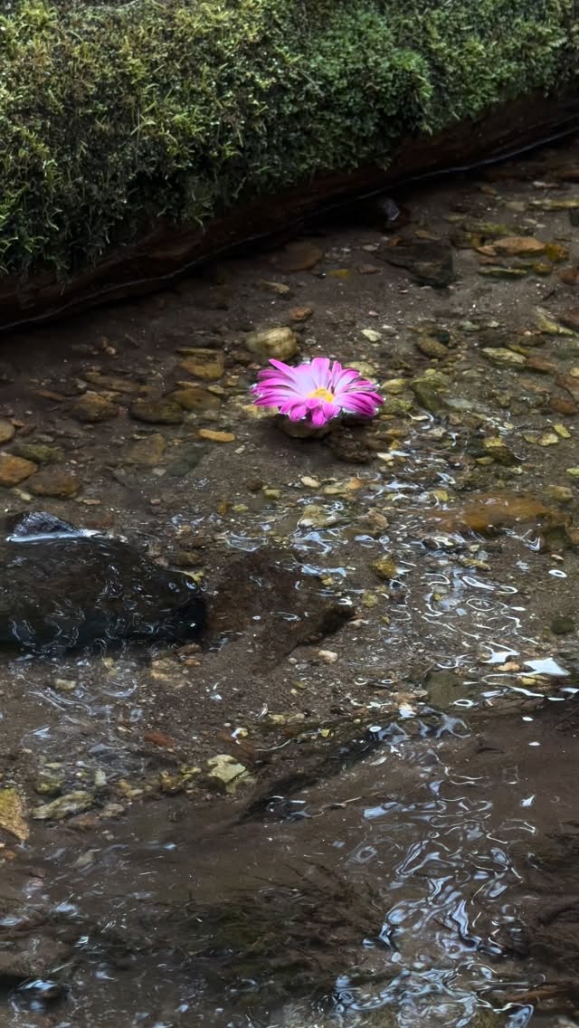 Happy Spring Equinox 🌿 I brought flowers as an offering to the land today. One by one, I placed them in the stream and watched them drift away. It felt simple… and quietly beautiful. A small gesture to honor the return of light. #natureandforesttherapy