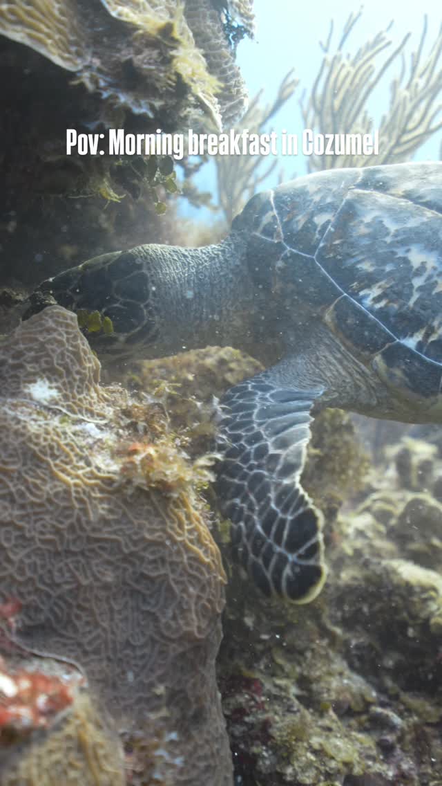 POV: morning breakfast in Cozumel 🐢🌿
Where time slows down and the ocean sets the pace.
Drifting quietly alongside a sea turtle as she enjoys her morning meal… no rush, no noise—just pure presence beneath the surface. Moments like these remind you that diving isn’t just about what you see, but how it makes you feel.
This is your sign to trade busy mornings for ocean ones. 💙
Ready to experience Cozumel like this?
Come dive with us and make it your reality.
#AldoraDivers #CozumelDiving #DiveCozumel #OceanLife