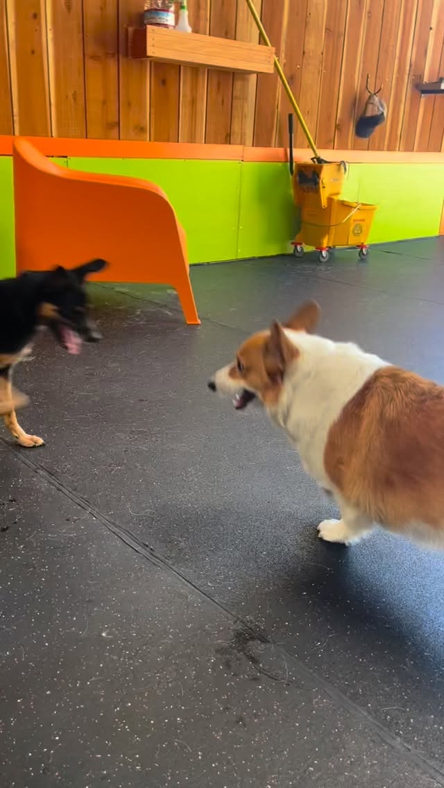 Padmé and Finn RUMBLE