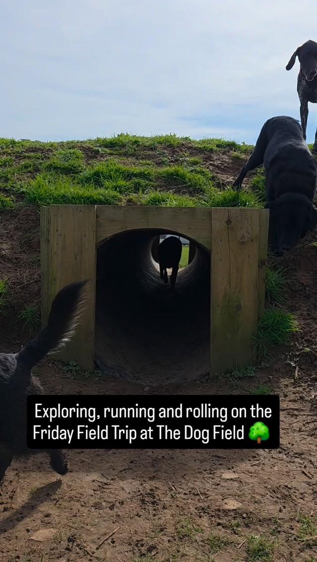 Happy dogs on the Friday Field Trips. Starting in April also running Wednesdays throughout the Spring and Summer. Add to your Daycare, call to book. 01633 400993 The Dog Field 🌳 @perfectpetservices