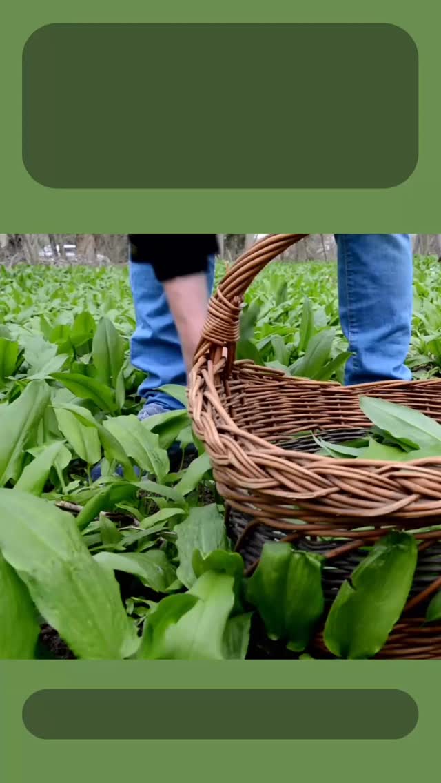 Foråret spirer – og det gør lysten til frisk, grøn og nærende mad også
På lørdag inviterer jeg til Ramsløgs Madværksted, hvor vi arbejder med en af forårets fineste vilde råvarer.
Ramsløg er ikke bare smag – det er også næring til kroppen og en blid måde at støtte udrensning og ny energi efter vinteren.
Vi laver, smager og deler inspiration til, hvordan du kan bringe det grønne forår med ind i dit køkken – måske også til påskebordet
Der er stadig et par pladser tilbage
Skriv en besked eller tilmeld dig via link i bio, hvis du vil med