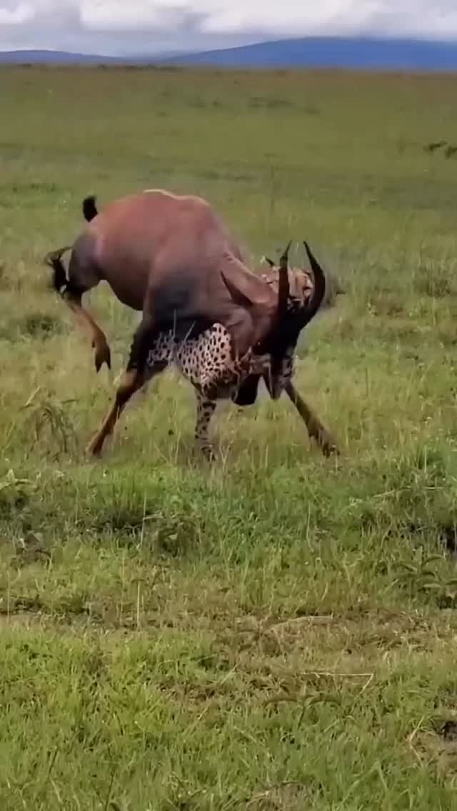 Raw moments in Planet GOGO Adventure
Cheetahs speed and gazelle speed both are high but when the difference is small the opportunity for a cheetah to win is big. Either the gazelle to us power and tactics to escape the teeth and craws.
www.planetgogoadventute.com
#wildlifeonearth #wildplanet #serengeti #adventurephotography #travelplanner