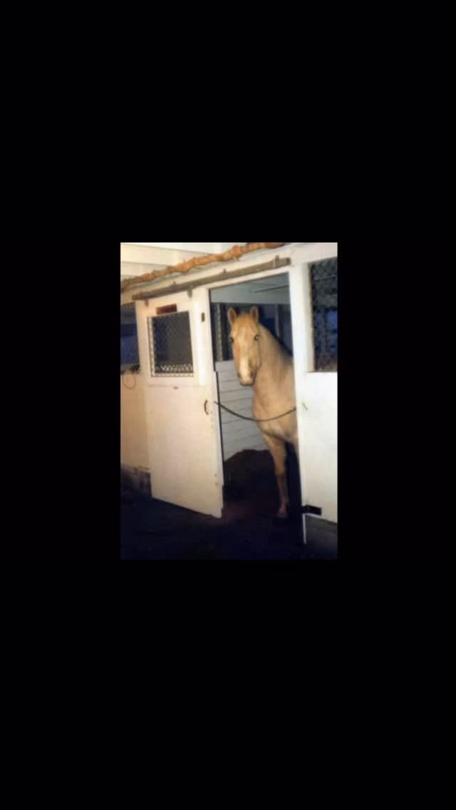 BHA has long been an integral part of Burnaby history, watching the landscape grow and evolve around us and our horses.