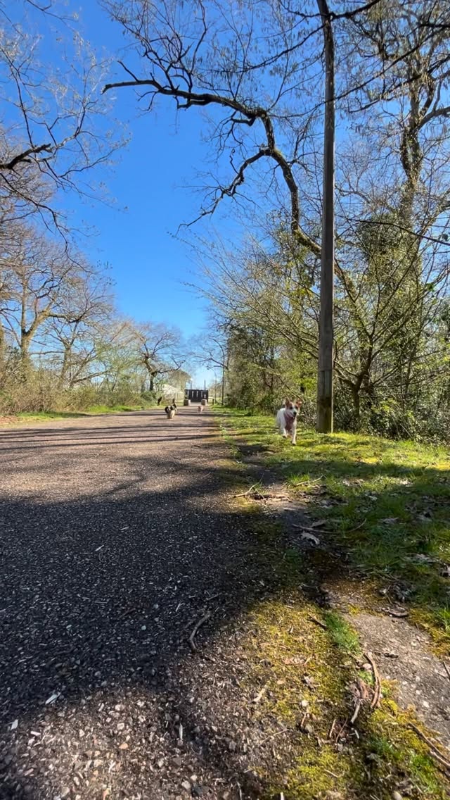 Le printemps les a rendu fou 😜 Ils étaient complètement excités en balade, mais ça fait plaisir de les voir heureux de courrir, se baigner, se rouler … et revenir complètement crado ! 🛁
🐕 : Suna, Onde, Reine & Bob
#chien #dog #baladechien #petsitter #bordeaux