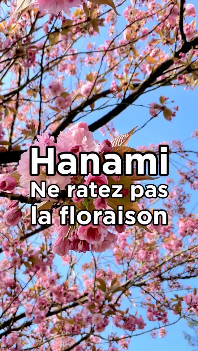 Au Japon, le mot Hanami veut dire tout simplement « regarder les fleurs ». C’est une tradition très ancienne qui célèbre la floraison des cerisiers, les fameux sakuras. Pendant quelques jours seulement, les arbres se couvrent de fleurs roses ou blanches. Ce moment symbolise le retour du printemps, la beauté, mais aussi le côté éphémère des choses. Pas besoin prendre un billet d’avion pour vivre ça ! En région parisienne, le Domaine de Sceaux est l’un des plus beaux endroits pour admirer les cerisiers en fleurs. Le parc possède deux grands bosquets de part et d’autre de la plaine de Châtenay. Cette année, la floraison qui attire énormément de visiteurs est attendue du 4 au 19 avril 2026 . Le parc organise aussi des animations autour de la culture japonaise, avec des expositions, des ateliers et un grand week-end festif. Mais attention pour protéger les centaines de cerisiers centenaires, l’accès sera désormais sur réservation. Rendez-vous dès le 15 mars 2026, sur le site du domaine pour effectuer gratuitement votre réservation. Chaque jour, 3 500 places seront disponibles, une partie à l’avance et le reste le jour même.
————————
🌸 Domaine départemental de Sceaux
Parc et musée Sceaux
92330 - Sceaux
Du 4 au 19 avril 2026
Réservation sur le site du Domaine de Sceaux
#hanami #parcdesceaux #cerisier #floraison