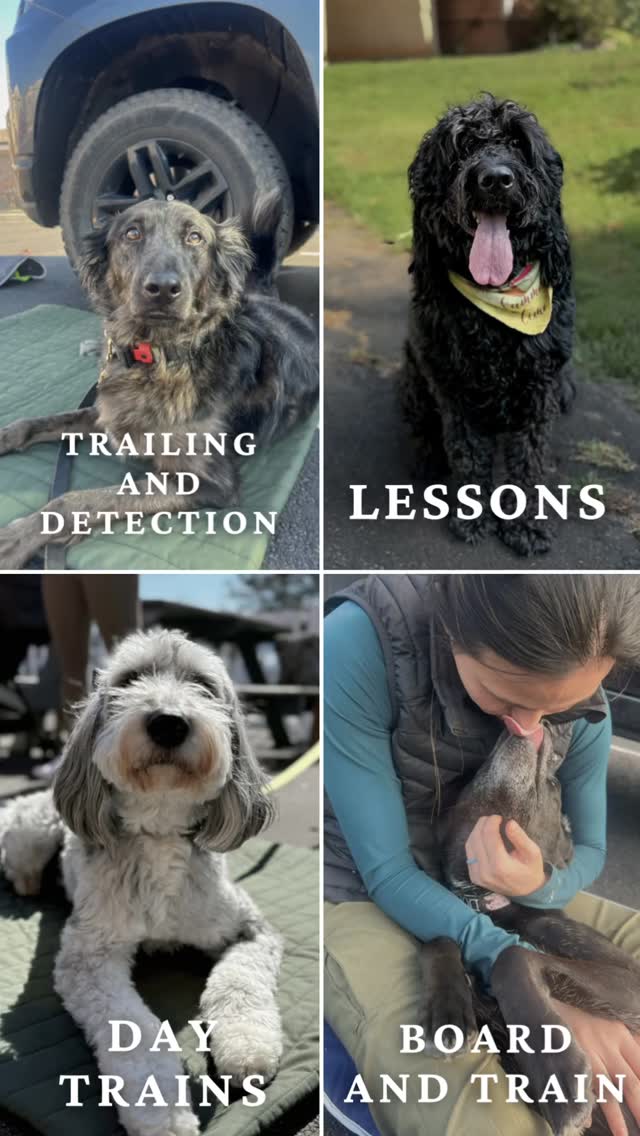 We have lots to offer! If you’re interested in dog training make sure to message us!
#dogtraining #ruffpatriots #boardandtrain #dogsofinstagram #dogs