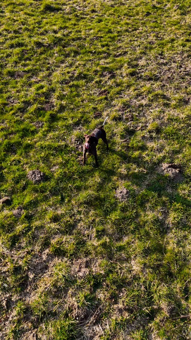 WHO KNEW… GSPs LOVE CHASING DRONES?! 🚁🐾
Safe to say… Hilda had the time of her life today 😂
If you’ve got a German Shorthaired Pointer, you’ll know exactly what we mean — endless energy, lightning speed, and absolutely zero off switch when something exciting appears!
This is exactly why we built K9 Walks…
👉 A safe, secure space where dogs like Hilda can truly let loose
👉 Run full speed without worry
👉 Burn off that boundless energy the way they’re meant to
Because let’s be honest… a quick stroll just doesn’t cut it for breeds like this 💨
If you know, you KNOW 😅👇
Got a GSP? Tell us what yours is obsessed with chasing!
🎥 Here’s a sneak peek of Hilda in action… excuse the chaos!
#K9Walks #GermanShorthairedPointer #GSPLife #DogLifeUK #DogWalkingField SecureDogField HappyDogs HighEnergyDogs DogZoomies CornwallDogs BodminDogs DogOwnersUK DogExercise UnleashTheFun 🐶💚