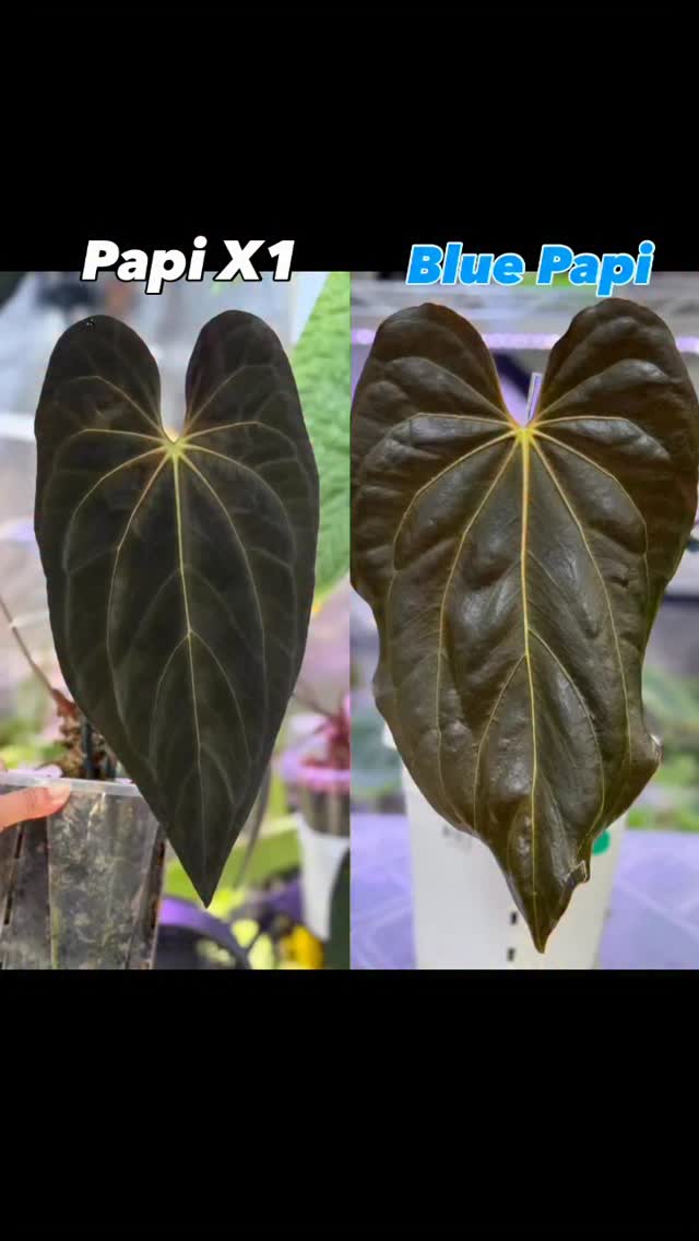 Show down between two of my fav Papis! Papi X1 and Blue Papi.
Too good to be kept secret. Love their sheen and hue. 🥰 No words can describe.
#plantsmakepeoplehappy #anthuriumaddicts #plantsaremedicineforthesoul #anthuriumpapillilaminumx1 #anthuriumbluepapillilaminum