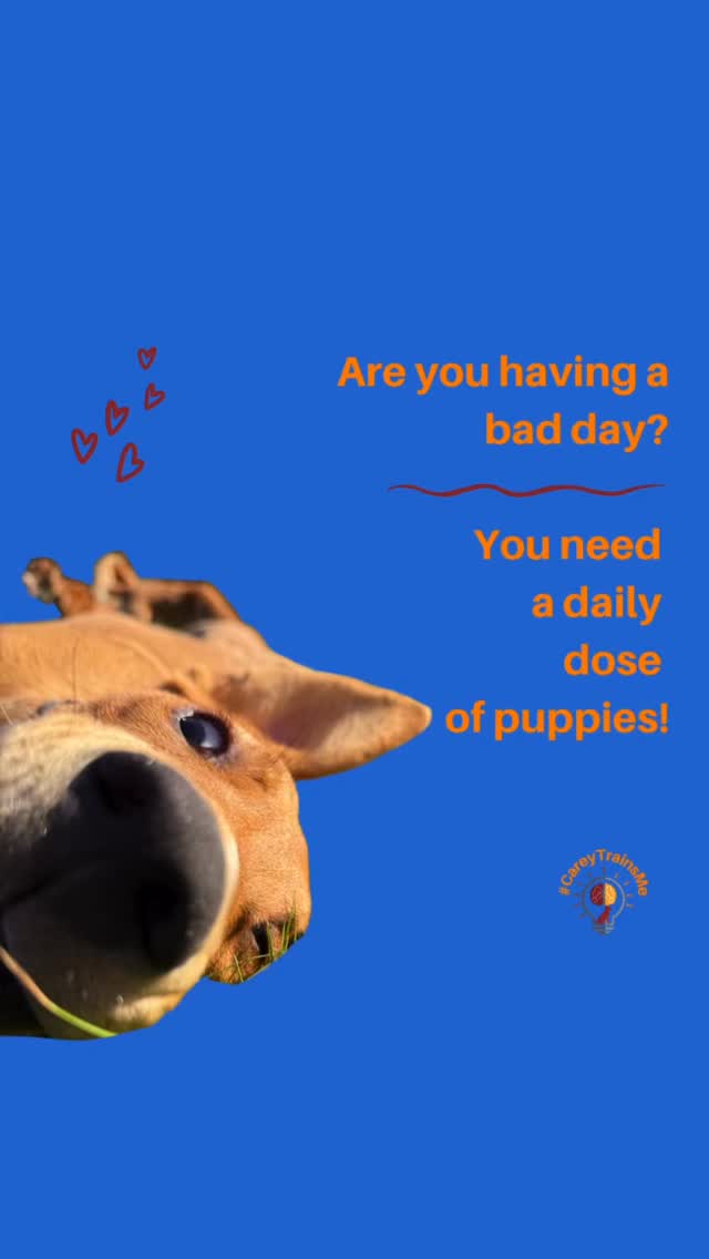 Happy National Puppy Day!
Although every day is puppy day at #CareyTrainsMe#Careytrainsme!
A day to celebrate wagging tails, curious noses, and the little troublemakers who steal our hearts. Whether your dog is still a puppy or just young at heart, give them an extra cuddle, a walk, and maybe a treat today.
Every great dog starts as a puppy.
#NationalPuppyDay
Visist our Puppy Development Blog Section for everything you need to know about raising the perfect puppy.
https://www.careytrainsme.com/blog/categories/adopting-a-new-puppy-or-dog #puppies