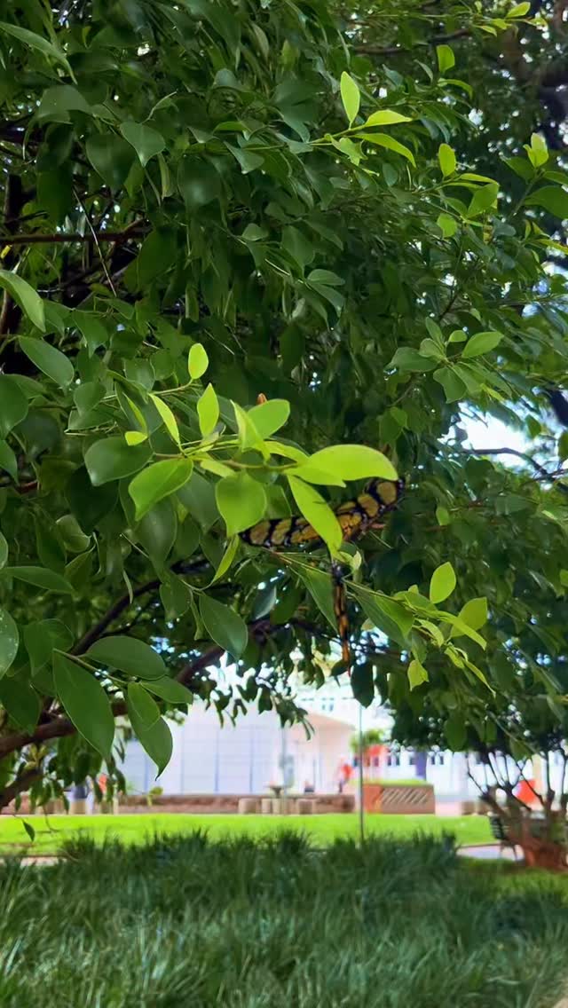 Dois seres, dança em sintonia com a vida.
Leveza dando forma ao movimento.
Silêncio, entrega e cumplicidade na cocriação.
Sem pressa, sem controle, apenas presença.
A natureza não força, ela segue.
E no seguir, tudo flui com suavidade.
Espetáculo único, onde me vi espectadora e aprendiz.
Da metamorfose à leveza, a borboleta nos lembra: na dança da vida, entregar-se é o caminho.
Humana aprendendo a Ser
Eu Sou aqui
Eu Sou aí
Silvana da Cunha
Cientista Intuitiva • Alquimista • Mentora • Palestrante • Consteladora Sistêmica Familiar • Terapeuta Holística • Fundadora da TQC Cura Quântica®️ e do Despertar Quântico da Consciência
www.florescimentocriativo.com