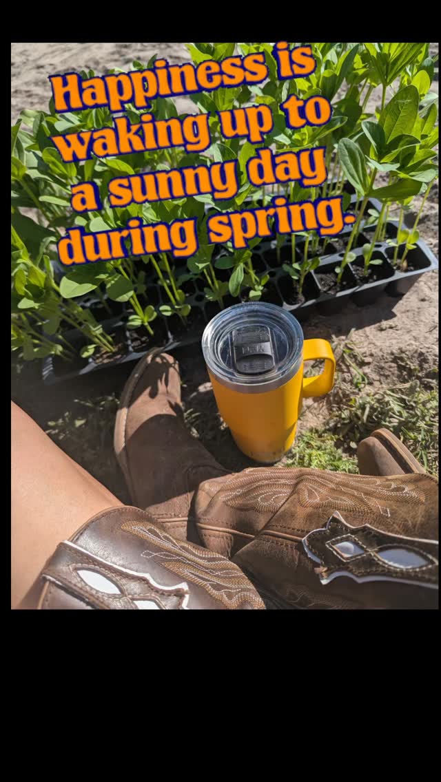 Happy Spring Equinox๐ฑ๐ป๐๐ฉ๐ปโ๐พ๐ง๐ผโ๐พ๐
#sweetfieldsfarm #farmlife #sunflowers #spring
#flowerfarm