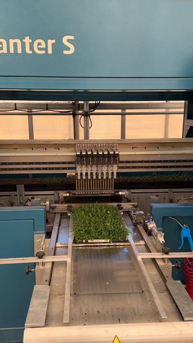 The first planting of Gazanias are in!