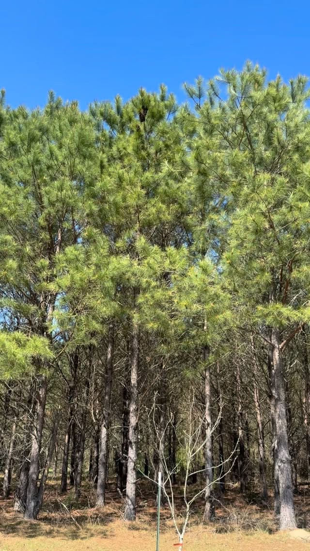 When you hear the 🐝 bees from across the yard, you start looking for the swarm! We tried everything to knock them down and catch them. Tried shooting the branch, throwing large sticks, golf balls, basketball, football… tried shaking the tree, hitting it with an axe, and flying the drone as close as we could get. They weren’t moving. They stayed overnight and are still there. Left a swarm box below the tree with some lemongrass oil to lure them, but they probably already have their new hive location picked out.