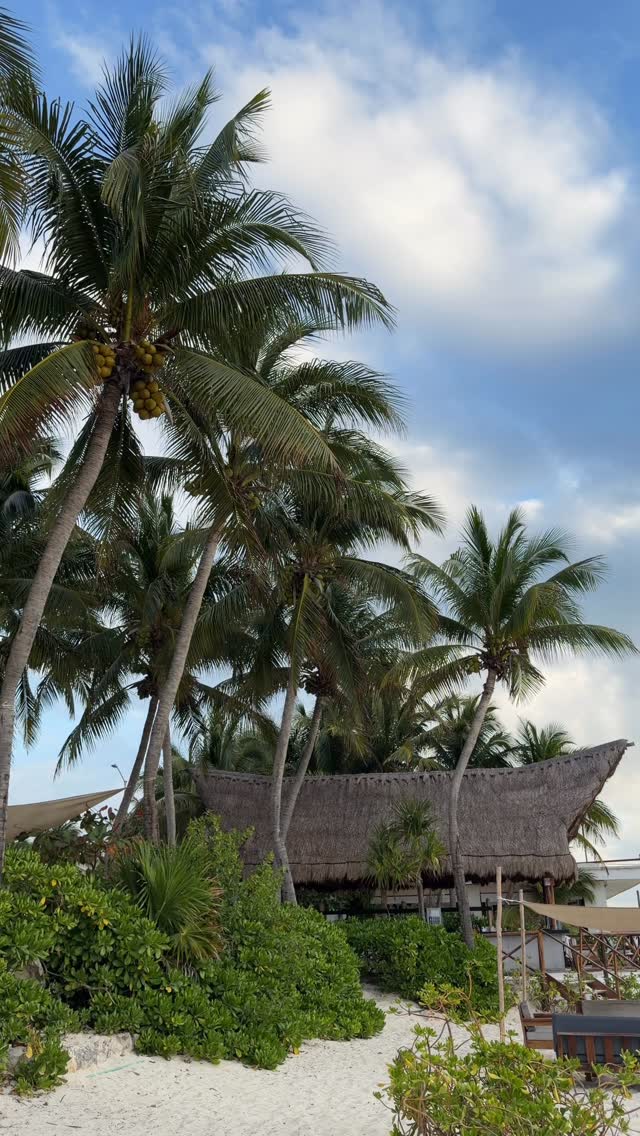 In a world that moves fast and feels increasingly disconnected, there’s a quiet kind of magic in living softly and actually slowing down enough to notice
🌴 The way the wind moves through the trees
🌊✨ Morning light dancing on the water
🌅 The sky softening into colors at dusk
🌺 The intricate details of a flower
Life becomes so much more beautiful when we allow ourselves to slow down and truly see it 🤍