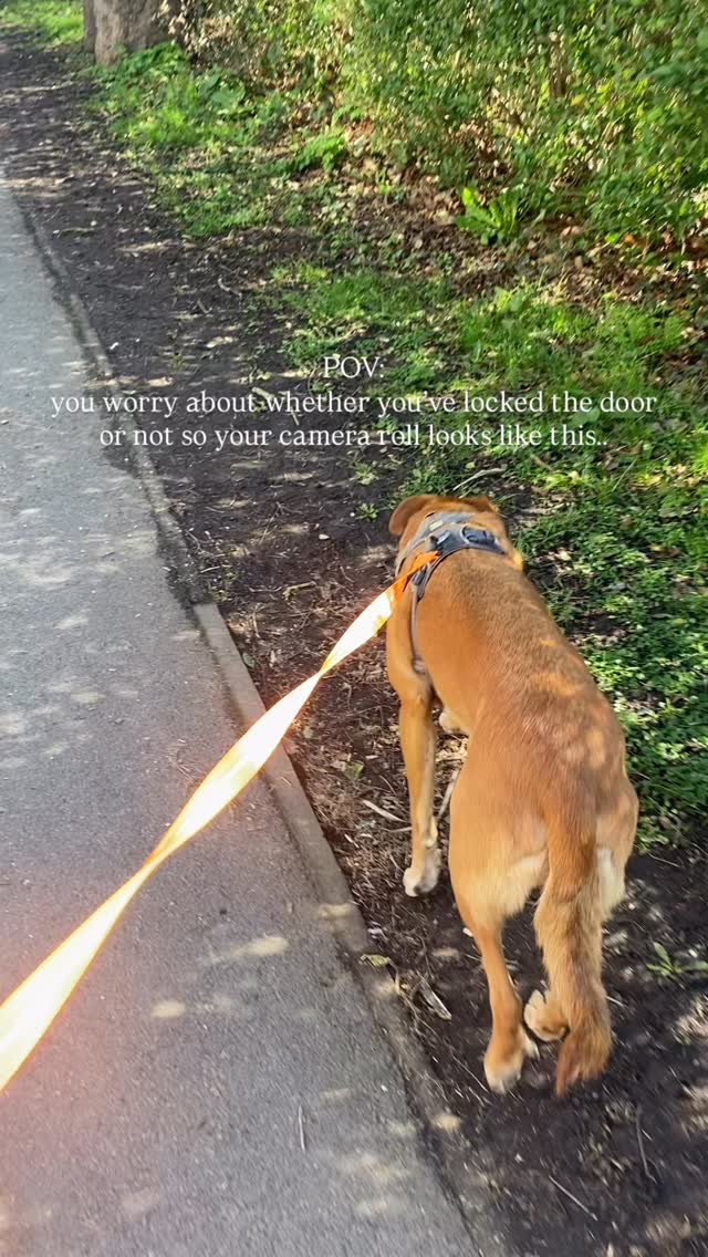 Calling for a friend, anyone else like this? 😮💨
#petsittersofinstagram #dogwalkersofinsta