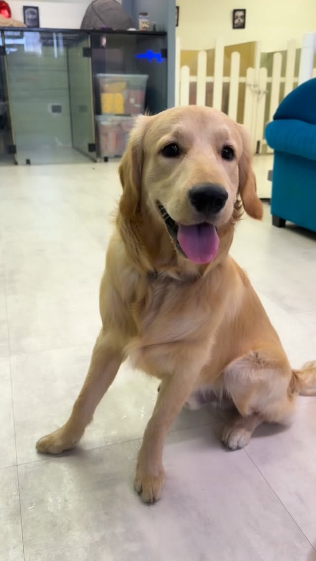 Plan your trip and let your pet relax with us🐾
#petboarding #mumbaipetboarding #petstudio #daycare #petcare
(Petstudio,petcareinversova,versova,mumbai,boardingcentre,petcarefacilities,trending,famousplaces)