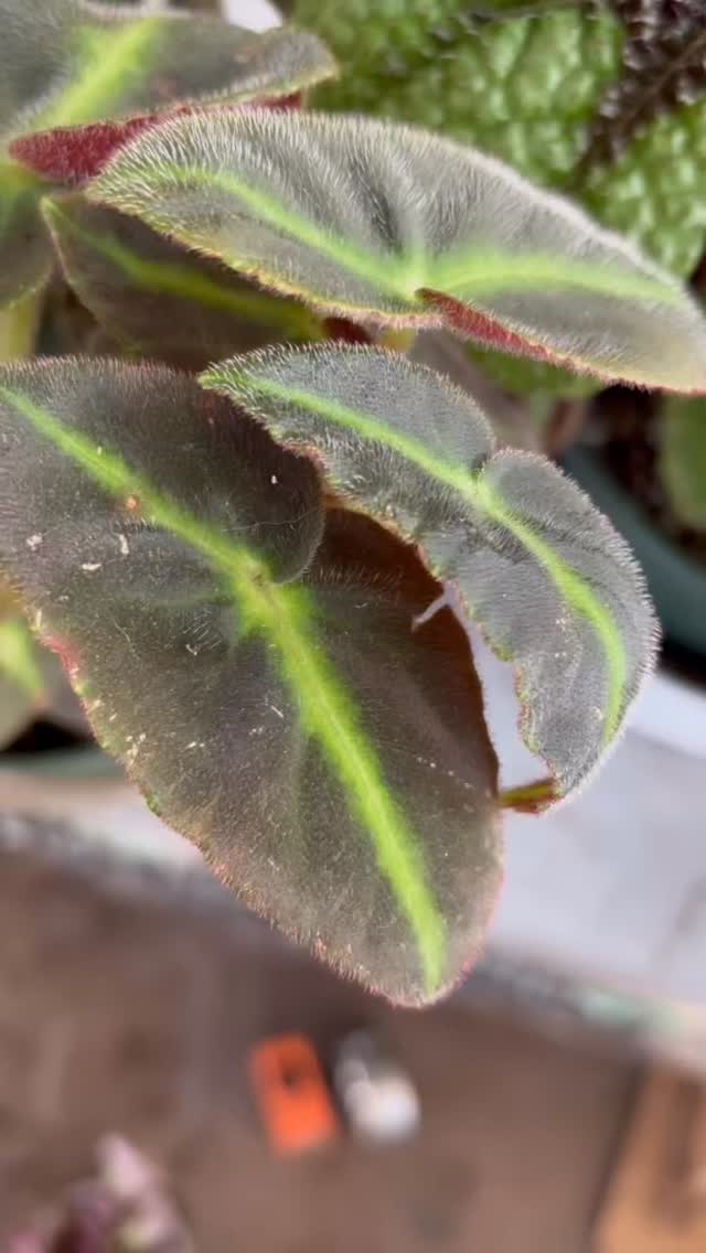 There are over 2000 accepted species of Begonias. And possibly up to 10,000 hybrids. I think in my limited capacity I almost or maybe, perhaps feasibly like or conceivably love them all. Izzat possible?