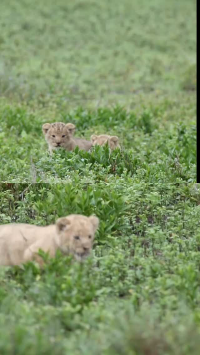 Little kings of the wild 🦁🐾
Adorable lion cubs playing in the heart of Serengeti National Park — moments like this make every safari unforgettable. One day they will rule the savannah, but for now, they just enjoy being cubs.
Experience the wild with Gnade Safaris
🌍 www.gnadesafaris.com
📱 WhatsApp +255793832959
#LionCubs #Serengeti #TanzaniaSafari #WildlifeSafari #BigFive SafariExperience GnadeSafaris 🐘🦁🌿📸