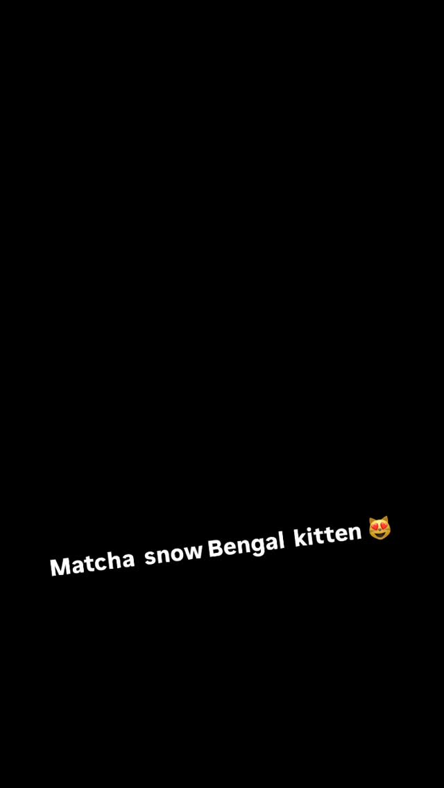 A little playtime to have some fun 😻 #bengal #bengalkitten #bengalcats #cats #fyp