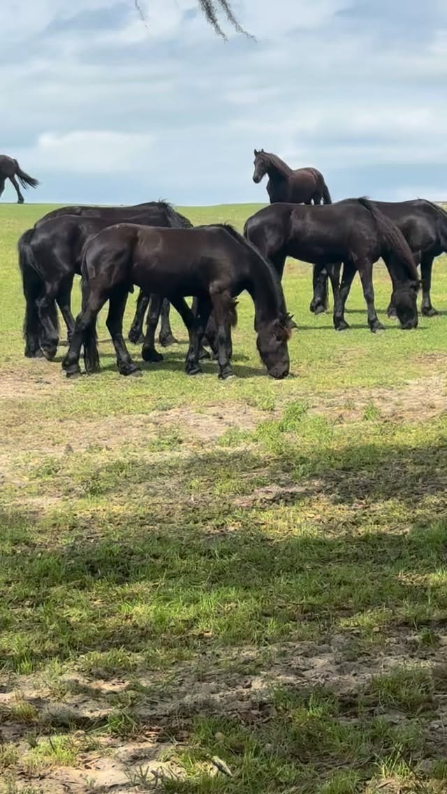 Peaceful.
Grace.
Respect.
Calm.
Memorable.
Our friends use these words to describe Rancho Reposo. #ranchoreposo #friesanhorse #experience #thingstodoinocala #bookatour