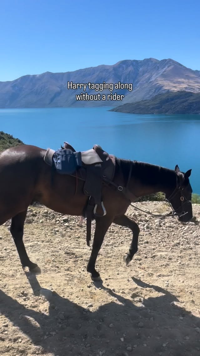 When you do the 2-day ride there is the truck that accompanies you with all the gear, and food. The truck is not with you all the time, but it does mean that if for whatever reason you don’t want to ride anymore that you have the option to hop in the truck to make things easier.
This meant for Harry one day that he got to ride home without a rider. I had never done that, and luckily it worked super well! Harry can be a grumpy cat to others while on the trail, but he kept his cool this time.
Sometimes you gotta do and try things, and we have learned there is always a solution.
.
.
.
.
.
#wanakahorsetrekking #horselove #westernvibe #horseoftheday #horseholiday