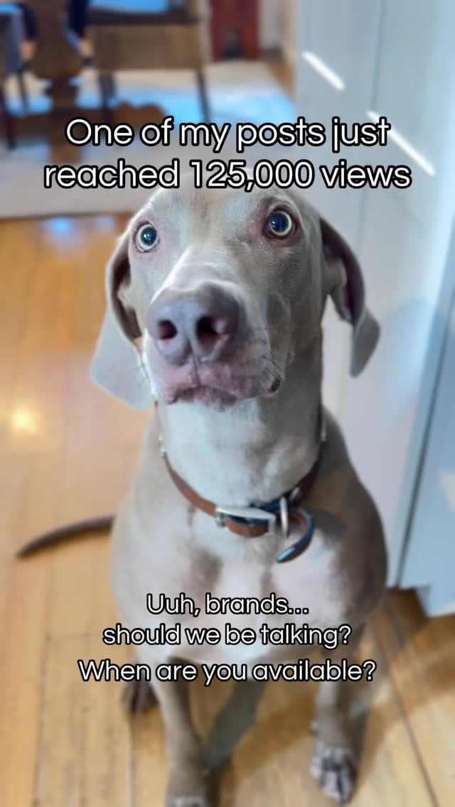 Ready when you are. #dogsofinstagram #brands #mospaws