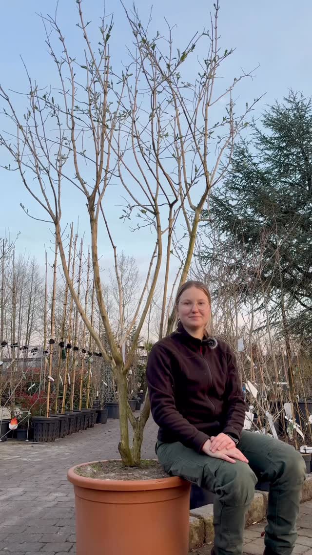 Mehrstämmige Solitärgehölze – Vielfalt für jeden Garten 🌿
In diesem Video seht ihr eine besondere Auswahl:
🌼 Heptacodium miconioides – späte Blüte und auffällige Fruchtstände
🌿 Amelanchier lamarckii – Blüte, Beeren und starke Herbstfärbung
🌸 Cercis chinensis ‘Avondale’ – spektakuläre Blüten direkt am Holz
🌺 Magnolia ‘Susan’ – elegante Blütenpracht im Frühjahr
🌳 Betula utilis – helle Rinde mit besonderer Ausstrahlung
🍂 Prunus serrula – glänzende, dekorative Rinde als Blickfang
🍁 Sorbus ‘Dodong’ – intensives Farbspiel im Herbst
Mehrstämmige Gehölze setzen starke Akzente und geben dem Garten Struktur und Charakter.
Welche dieser Arten gefällt euch am besten? 👇
#baumschule #solitärgehölze #mehrstämmig #gartengestaltung #pflanzenliebe