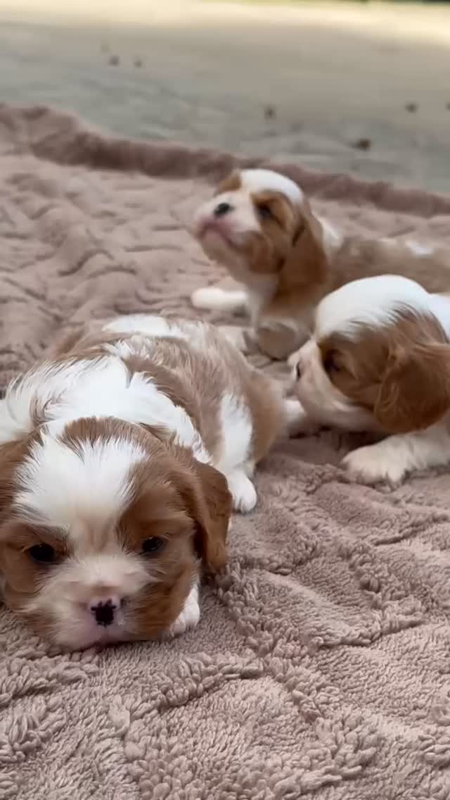 🎶🐶 At Tinkerpups, even our Cavaliers have a flair for the dramatic! One of our sweet pups has been practicing their aria, a beautiful solo song typically performed in an opera, full of emotion and charm (and maybe a little puppy flair 💕).
From graceful ballet poses to tiny operatic howls, we believe the arts make life even more magical, for humans and pups alike.
Looking for your own private performance (or the perfect companion to enjoy one with)? Contact us today and let Tinkerpups bring a little music and joy into your life. 🎭🐾
.
.
.
#cavalier #kingcharlescavalier #tinkerpups #aria #california