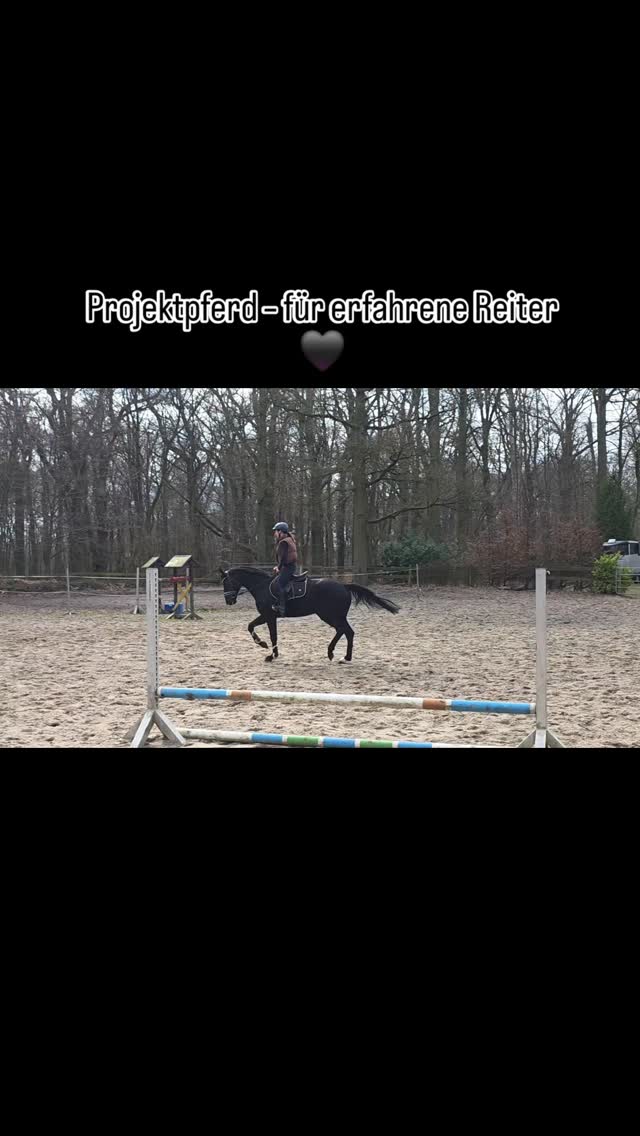 Projektstute mit Potenzial 🖤
Hübsche, bewegungsstarke Stute mit guter Springanlage.
Wurde in letzter Zeit neu aufgebaut und entwickelt sich dabei positiv.
Sie ist kein Anfängerpferd und braucht einen erfahrenen Reiter, der sie ruhig und konsequent weiterarbeitet.
Im Umgang unkompliziert, unter dem Sattel sensibel und aufmerksam.
Für jemanden, der ein Pferd weiter fördern möchte und Spaß an der Arbeit mitbringt.
Preislich interessant.
📩 Infos gern per PN
#projektpferd
#verkaufspferd
#pferdeverkauf
#freizeitpferd
#equestrian