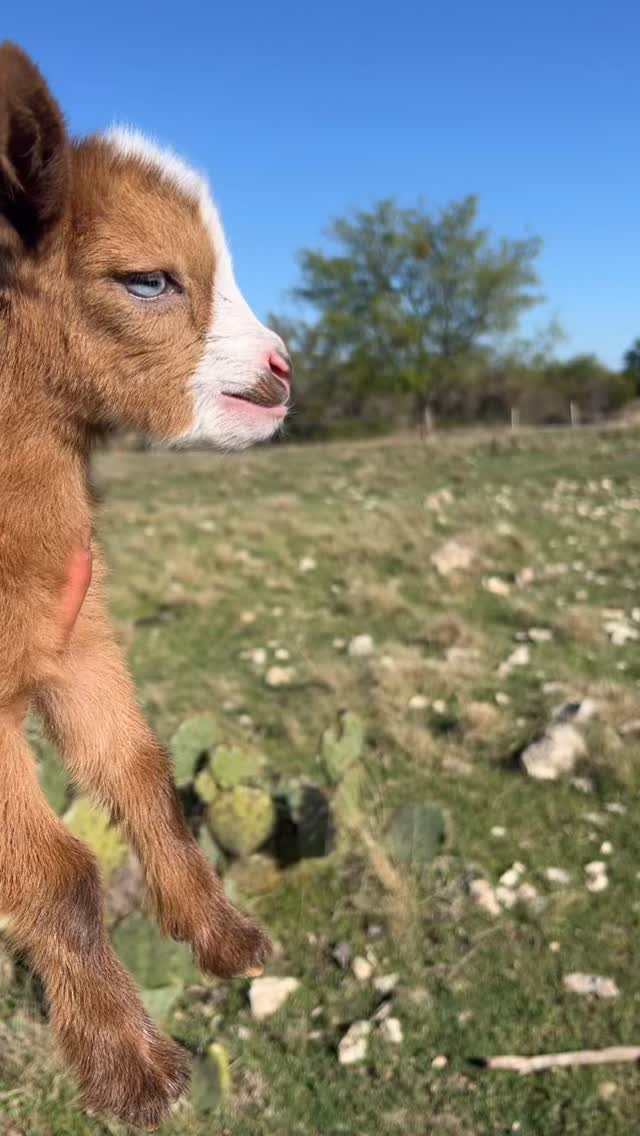 Spring is springin’! 🌸🌿🐣🐐🐷