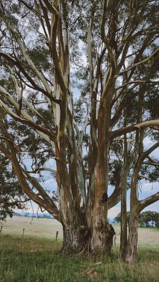 Happy National Eucalyptus Day 🌿
A symbol of Australia, a wise landscape figure. With such diversity, our Eucalypts are unique and fundamental to our landscapes across our beautiful country.