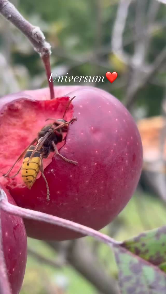 Hornissen-Alarm 😁❤️ #mel4animal #veldenamwörthersee #diehornissenkommen