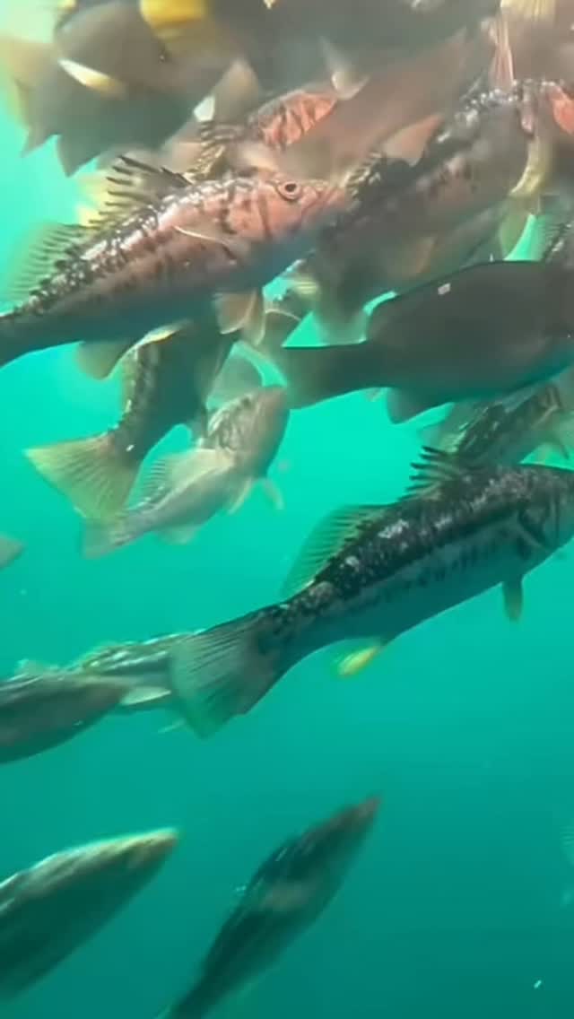 See whatโs above the sea and below on the Glass Bottom Boat in King Harbor. Your adventure starts on the top deck as you view California Sea Lions before going downstairs to the viewing chamber for a real life underwater sea show!
๐ Trips last about 45 minutes.
๐ 181 North Harbor Drive
๐ Private charters available
๐ฌ Follow FB and Insta @redondogbb
www.redondogbb.com
#repost @redondogbb
#redondobeach #visitkingharbor #redondoglassbottomboats