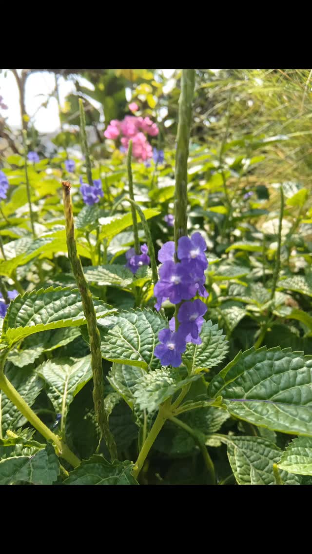 🌼💙
“In the first light she breathes in silence—
later, she hums with borrowed wings 🦋💫”
Our love isn't a manicured garden; it's wild, free and beautiful as it is..!!!
#stachytarpheta