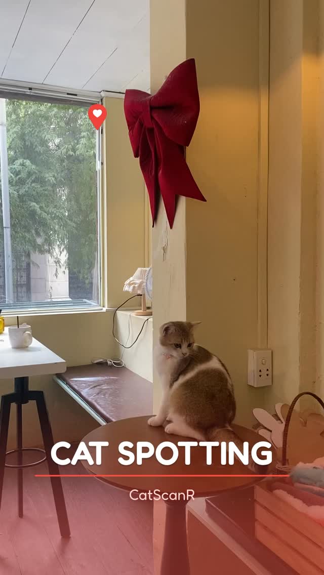 Met a sweet and pretty girl here 😻
#catsofinstagram #catlovers #catcafe #catlife #cutekitty