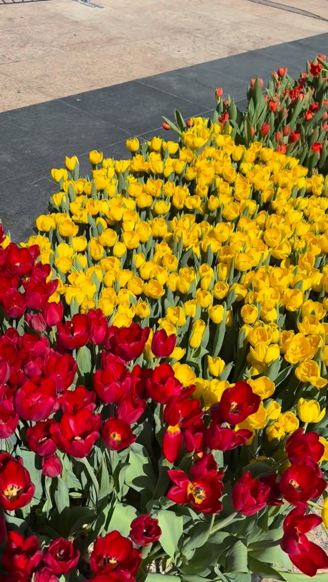 An afternoon celebrating #tulipday🌷 with my mom in San Francisco’s beautiful Union Square
Sponsored by @jpmorgan
Featured Models: @raeagency Stephanie & Sofia
Wardrobe styled by me
Handmade Flower Crowns by: @flowersofthevalleysf
#bloom #unionsquarealliance #mommytobe @unionsquaresf