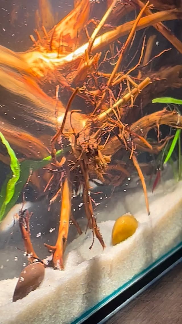 Así se ve la vida dentro de un
nanecosistema
Un pequeño mundo lleno de equilibrio, detalle y naturaleza en miniatura. #ecosistemas #peces #vidaacuática #acuario #gambitas