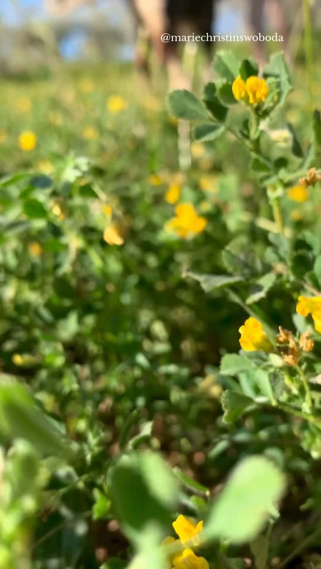 Komplett irrational? Vielleicht.
Nachvollziehbar? Absolut.
Dein Tier ist dein sicherer Ort. Du wartest den ganzen Tag auf den Moment am Abend, wo ihr zusammen auf der Couch kuschelt und dein Körper endlich etwas loslassen kann. Stattdessen fühlst du Distanz und das ist kein kleines, unwichtiges Gefühl in deinem Bauch.
Plötzlich denkst du:
„Habe ich etwas falsch gemacht?“
„Mag er mich nicht mehr?“
„Stimmt etwas mit unserer Bindung nicht?“
Und meistens geht es nicht um fehlende Liebe, sondern um deiner erergetischen Zustand.
Tiere reagieren sensibel auf Veränderungen in deinem Nervensystem.
Mehr Druck, mehr innere Unruhe, ehr unausgesprochene Anspannung bei dir, spürt dein Hund direkt.
Manchmal zieht sich dein Hund nicht zurück, weil er dich ablehnt, sondern weil dein System innerlich Alarm schlägt und er das nicht aushält.
Und ja…
es darf dich treffen.
Du bist keine Drama-Queen.
Du sehnst dich einfach nach Verbundenheit.
Wenn du herausfinden möchtest, wie belastet dein Nervensystem gerade wirklich ist und was dein Hund möglicherweise spiegelt:
Kommentiere CHECK und ich schicke dir meinen 0€ Self-Check. ✨
#Hundeverhalten #Nervensystem #BindungZumTier #FrauenImStress #EmotionaleRegulation
Hund kuschelt nicht mehr, Hund zieht sich zurück Bedeutung, Nervensystem regulieren Frau, Hund spiegelt Emotionen, Bindungsproblem Hund verstehen