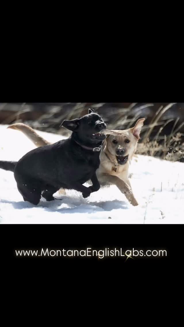 Puppy available 🐾❤️🐾www.MontanaEnglishLabs.com #labradorretriever #labradorpuppy #labrador #puppiesofinstagram #puppylove