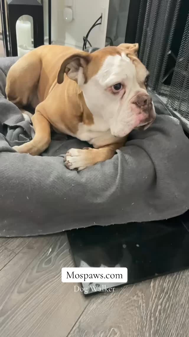 Yes, Brutus…you can be my man #mospaws #dogsofinstagram #doglovers